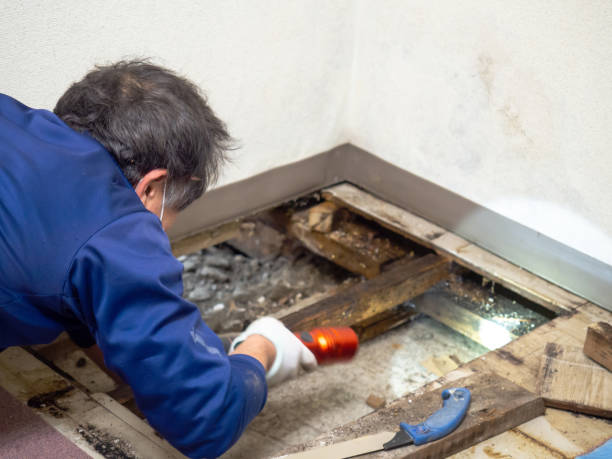 Best Toxic Mold Removal  in Colbert, OK