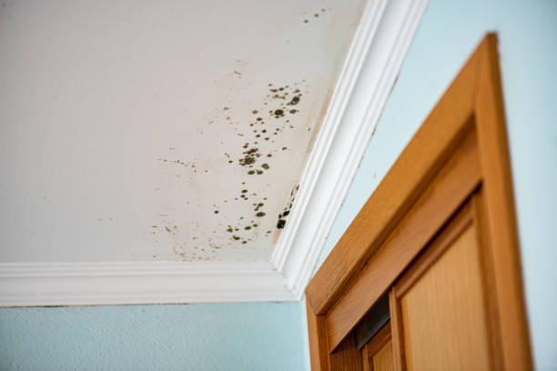 Best Home Mold Removal  in Colbert, OK