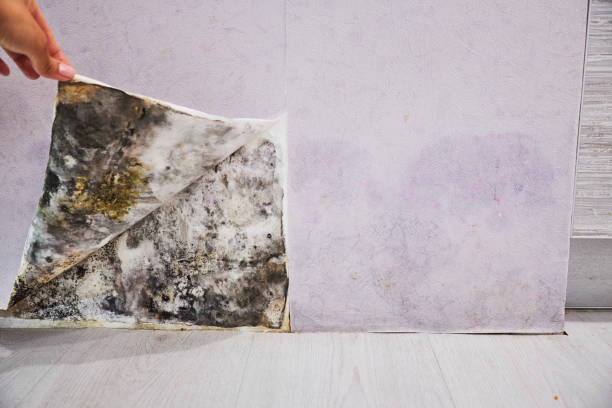  Colbert, OK Mold Removal Pros